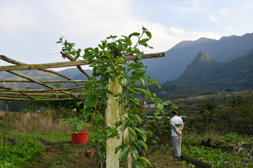 山地百香果