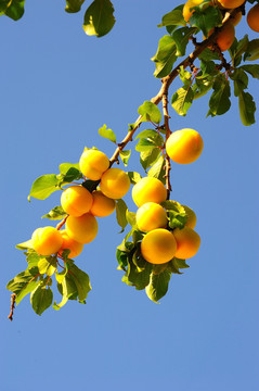 成熟的杏
