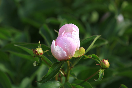 粉色芍药花
