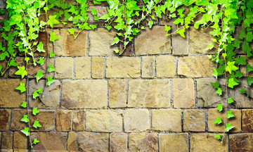 绿色藤蔓石头墙背景