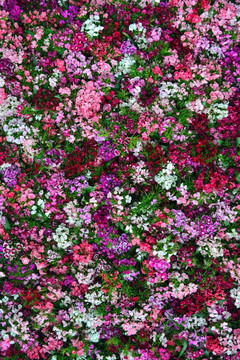 鲜花背景墙