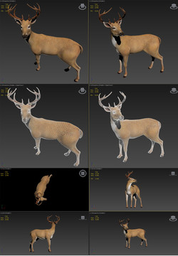 3DMAXfbx模型鹿