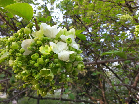 琼花