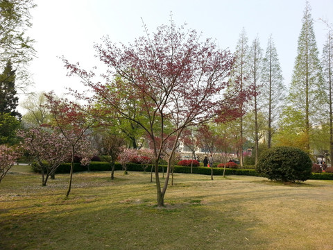 公园草地
