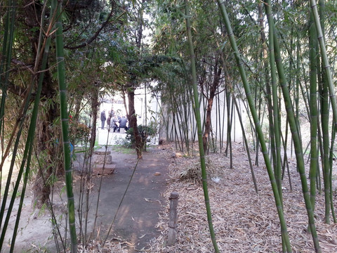 竹子林