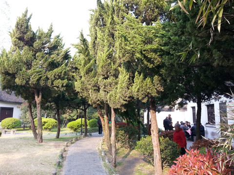 柏树