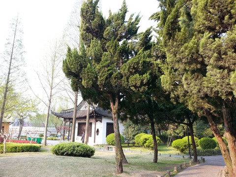 公园柏树