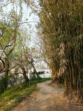 竹景