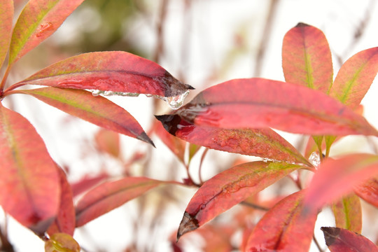 红叶植物