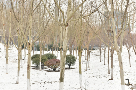 雪地里的树林