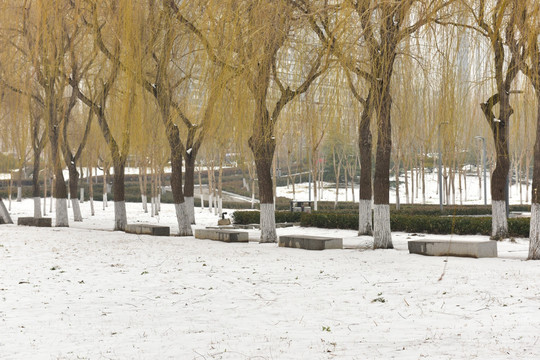 雪地里的柳树