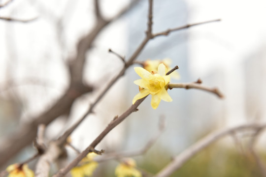 黄色的腊梅花