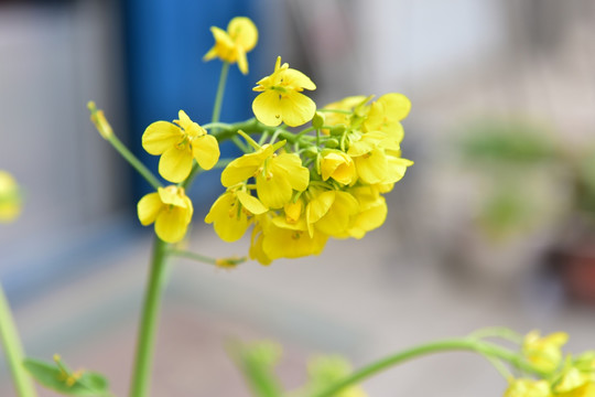 盛开的油菜花