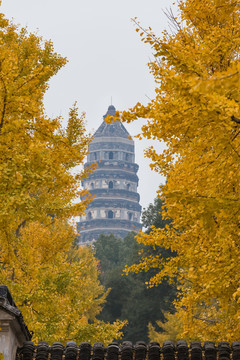 虎丘塔秋景