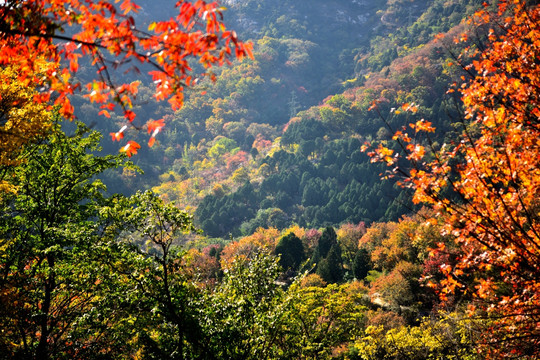 金秋山色