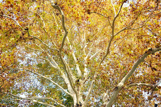 秋天法桐树树叶