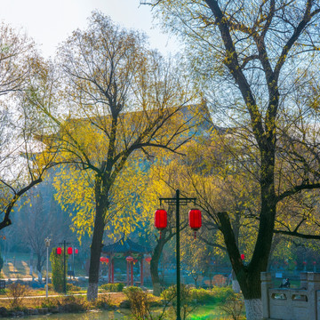 范公亭公园柳树风景