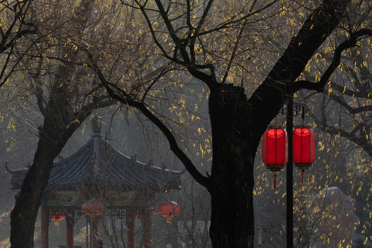 范公亭公园柳树风景