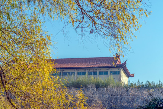 柳树