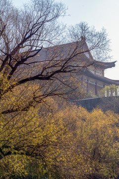 柳树枝