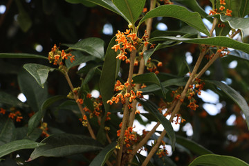 桂花枝