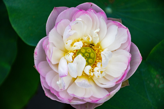 荷花
