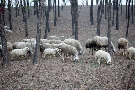 山上的羊群