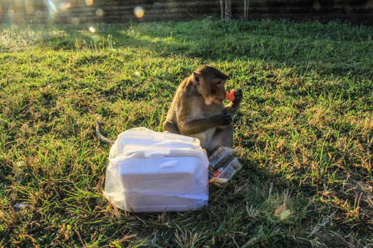 柬埔寨暹粒吴哥窟猴子抢食物