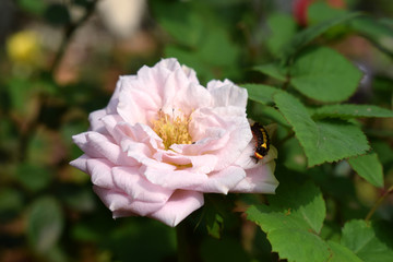 粉色月季花