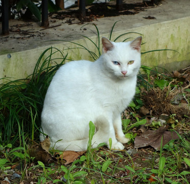 鸳鸯眼白猫