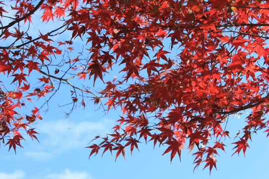 常寂光寺