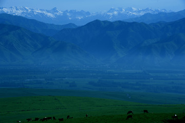 新疆大草原牛羊群