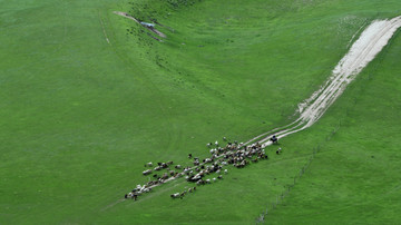 新疆大草原牛羊群