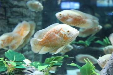 水族馆鱼类
