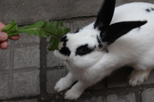 熊猫兔吃草