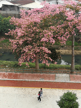 华软学院