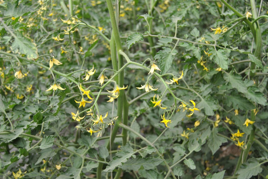 柿子花