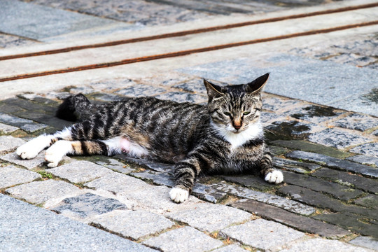 户外野猫