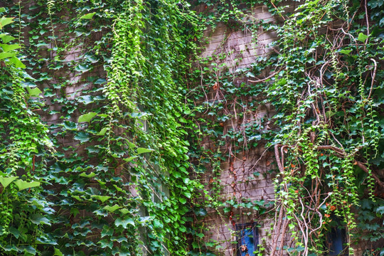 绿植墙装饰墙
