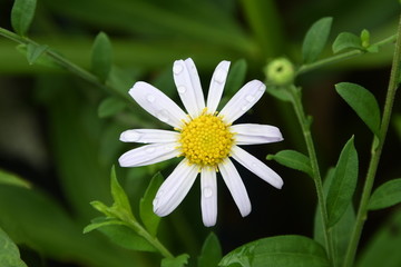 野菊花