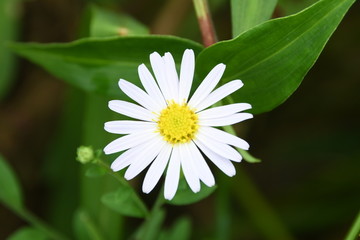 野菊花