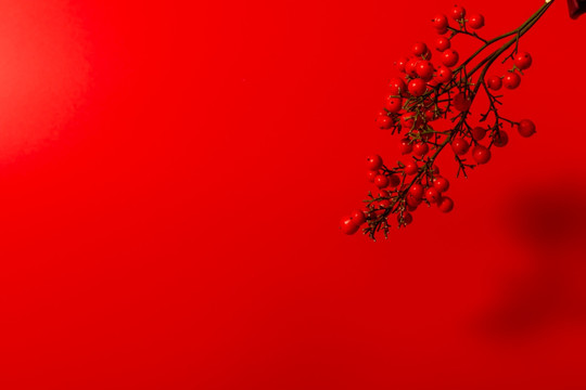 红色植物果实背景