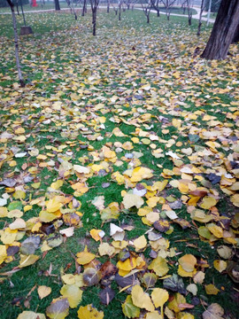 绿草地上的黄色落叶