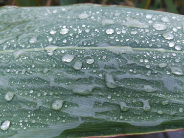 雨叶