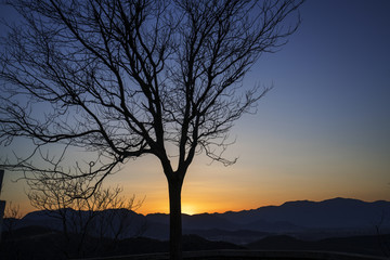 日落时的一棵树