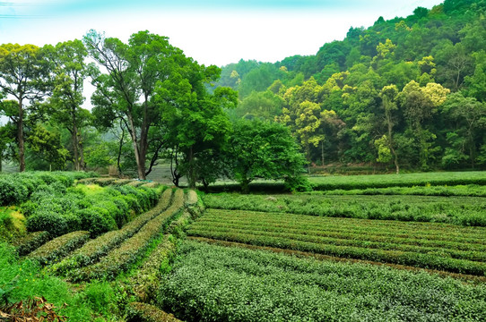 龙井茶园