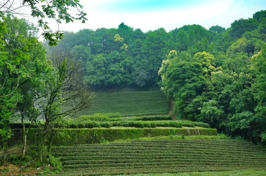 龙井茶园