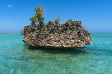 毛里求斯海中的活珊瑚
