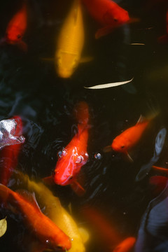 锦鲤