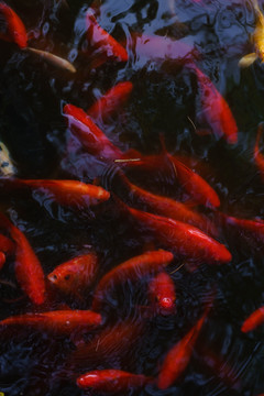 锦鲤